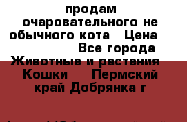 продам очаровательного не обычного кота › Цена ­ 7 000 000 - Все города Животные и растения » Кошки   . Пермский край,Добрянка г.